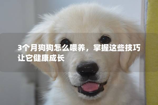 3个月狗狗怎么喂养，掌握这些技巧让它健康成长