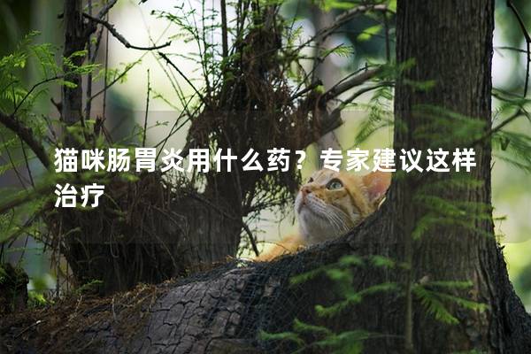 猫咪肠胃炎用什么药？专家建议这样治疗