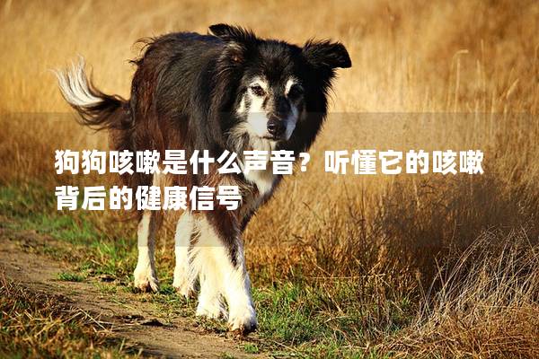 狗狗咳嗽是什么声音？听懂它的咳嗽背后的健康信号