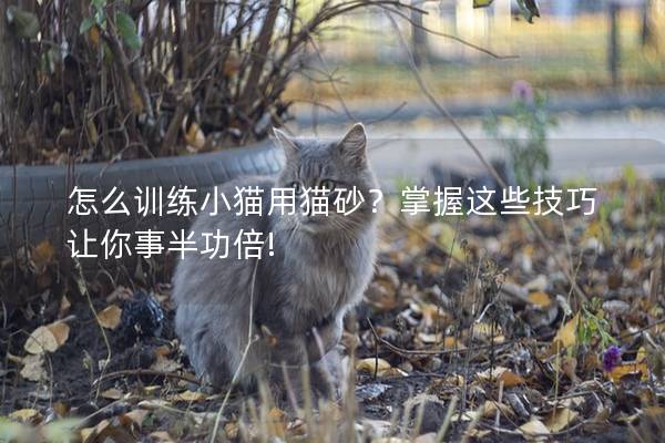 怎么训练小猫用猫砂？掌握这些技巧让你事半功倍!
