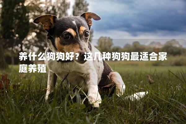 养什么狗狗好？这几种狗狗最适合家庭养殖
