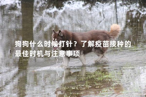 狗狗什么时候打针？了解疫苗接种的最佳时机与注意事项