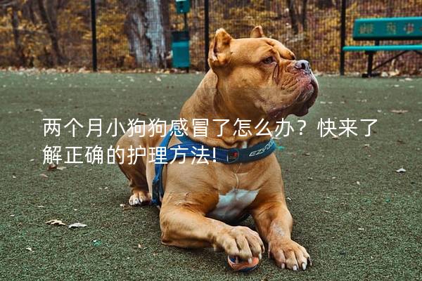 两个月小狗狗感冒了怎么办？快来了解正确的护理方法!