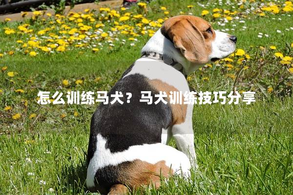 怎么训练马犬？马犬训练技巧分享