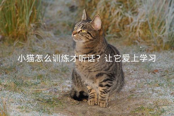 小猫怎么训练才听话？让它爱上学习