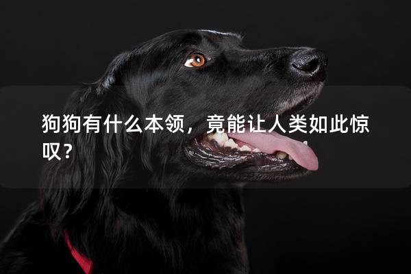 狗狗有什么本领，竟能让人类如此惊叹？
