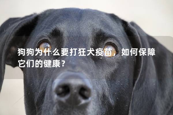 狗狗为什么要打狂犬疫苗，如何保障它们的健康？