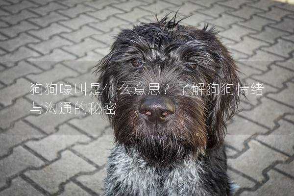 狗狗嚎叫是什么意思？了解狗狗情绪与沟通的秘密