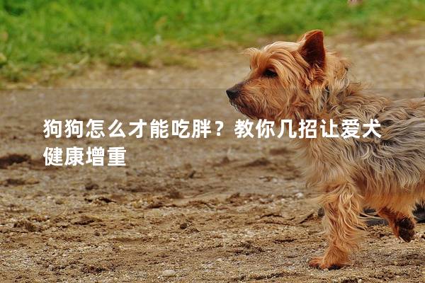 狗狗怎么才能吃胖？教你几招让爱犬健康增重