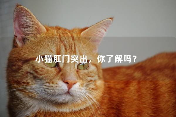 小猫肛门突出，你了解吗？