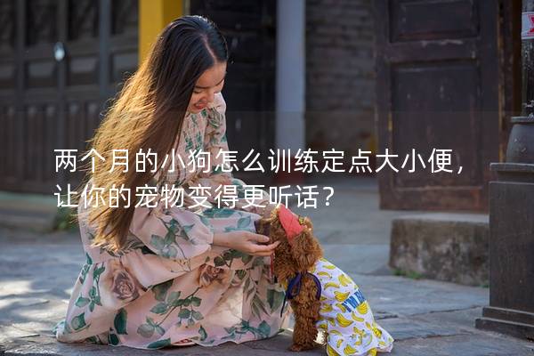 两个月的小狗怎么训练定点大小便，让你的宠物变得更听话？