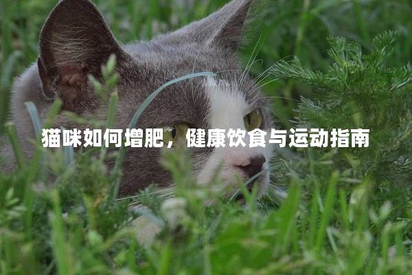 猫咪如何增肥，健康饮食与运动指南