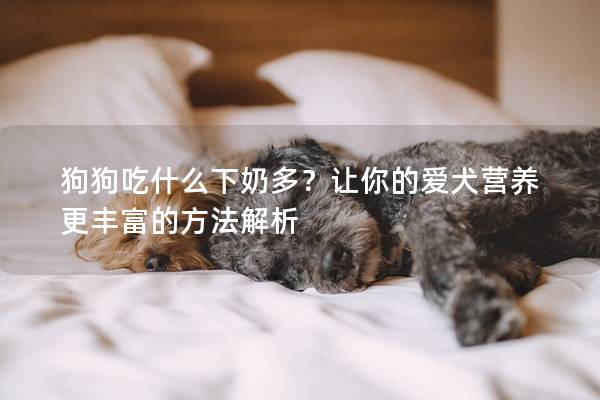 狗狗吃什么下奶多？让你的爱犬营养更丰富的方法解析