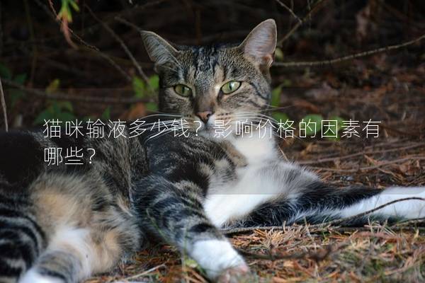 猫咪输液多少钱？影响价格的因素有哪些？
