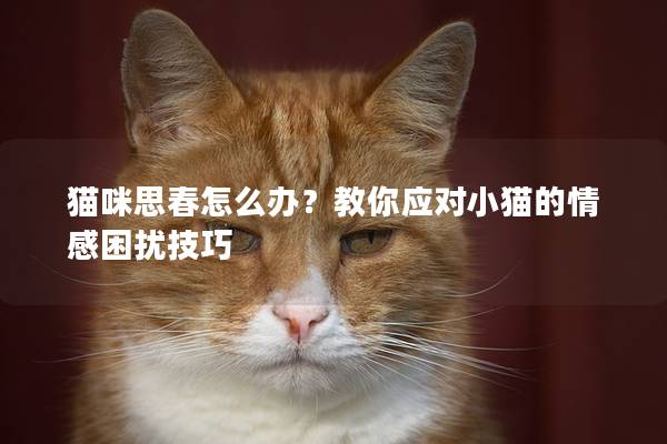 猫咪思春怎么办？教你应对小猫的情感困扰技巧