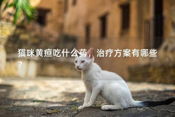 猫咪黄疸吃什么药，治疗方案有哪些？