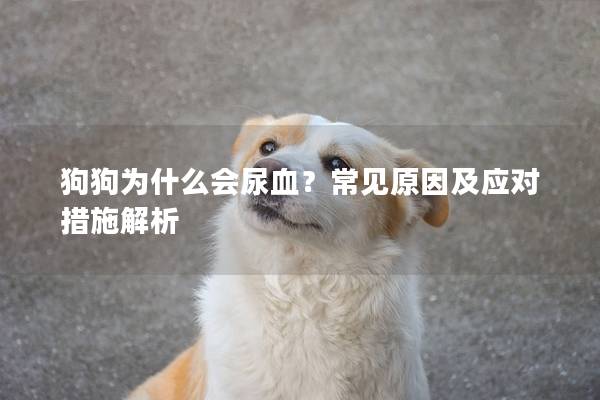 狗狗为什么会尿血？常见原因及应对措施解析
