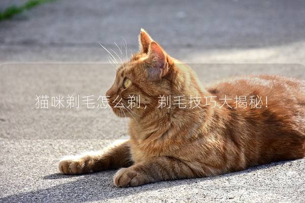 猫咪剃毛怎么剃，剃毛技巧大揭秘!