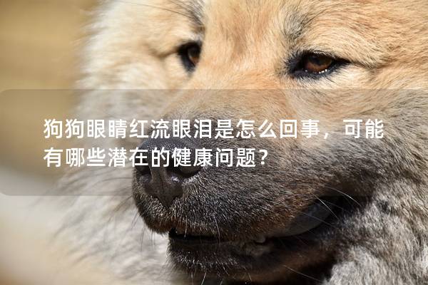 狗狗眼睛红流眼泪是怎么回事，可能有哪些潜在的健康问题？