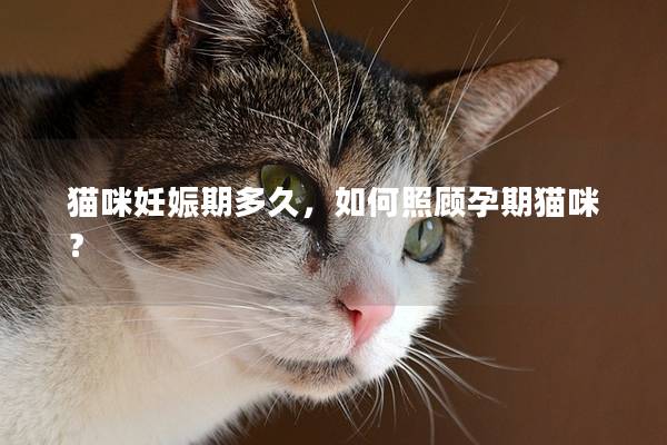 猫咪妊娠期多久，如何照顾孕期猫咪？