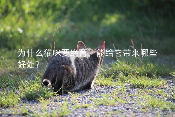 为什么猫咪要绝育，能给它带来哪些好处？