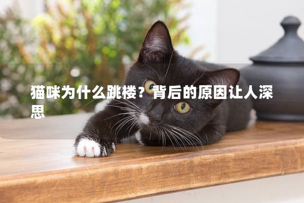猫咪为什么跳楼？背后的原因让人深思