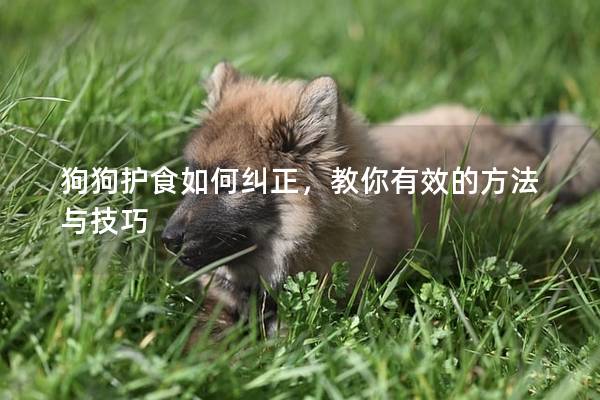 狗狗护食如何纠正，教你有效的方法与技巧