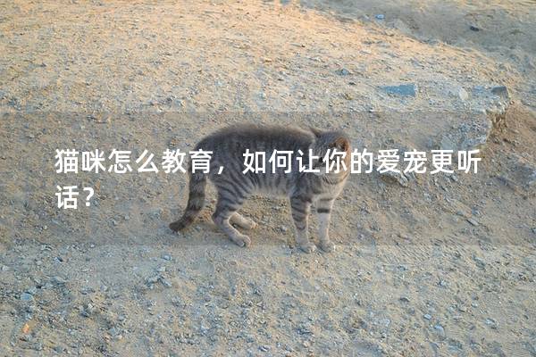 猫咪怎么教育，如何让你的爱宠更听话？