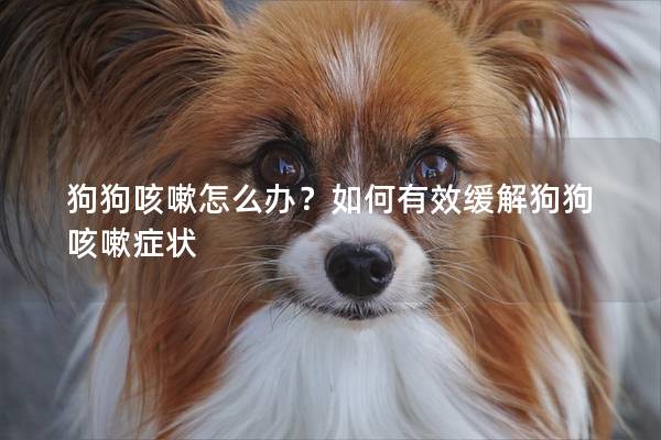 狗狗咳嗽怎么办？如何有效缓解狗狗咳嗽症状