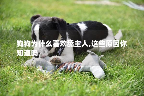 狗狗为什么喜欢舔主人,这些原因你知道吗