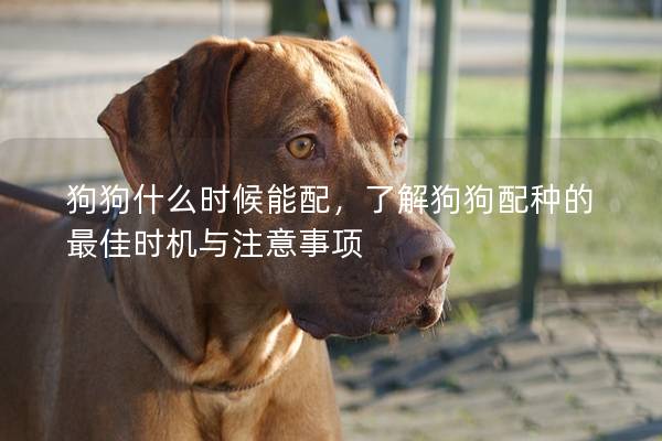 狗狗什么时候能配，了解狗狗配种的最佳时机与注意事项