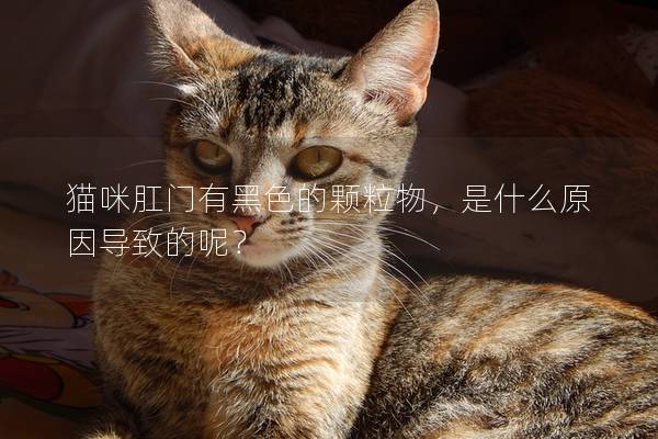 猫咪肛门有黑色的颗粒物，是什么原因导致的呢？