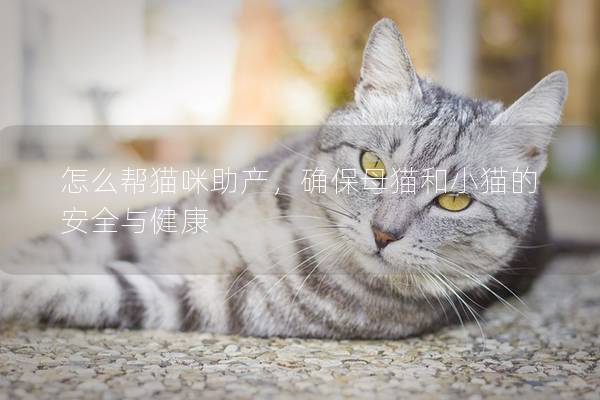 怎么帮猫咪助产，确保母猫和小猫的安全与健康