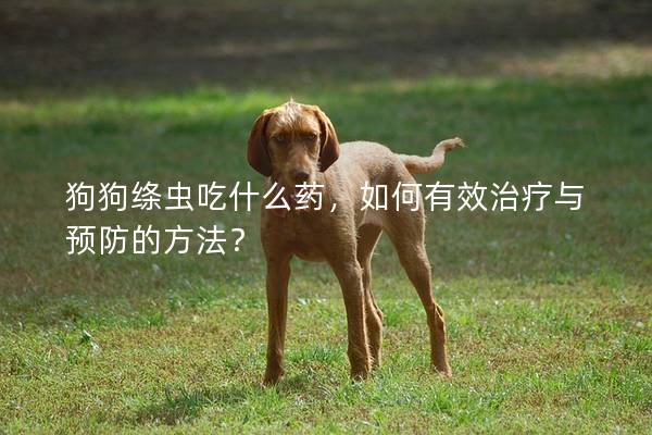 狗狗绦虫吃什么药，如何有效治疗与预防的方法？