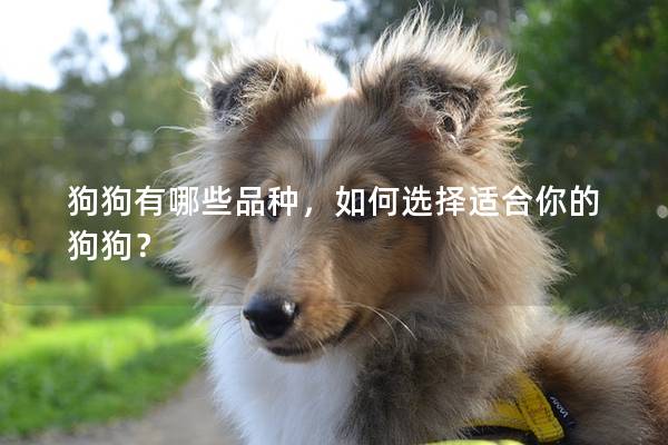 狗狗有哪些品种，如何选择适合你的狗狗？