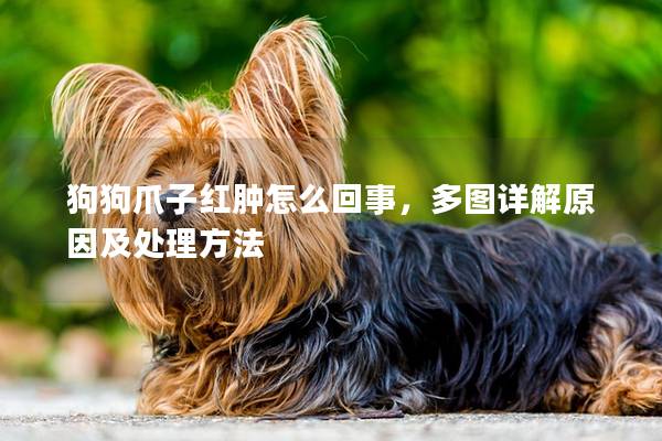 狗狗爪子红肿怎么回事，多图详解原因及处理方法