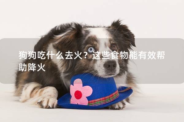 狗狗吃什么去火？这些食物能有效帮助降火