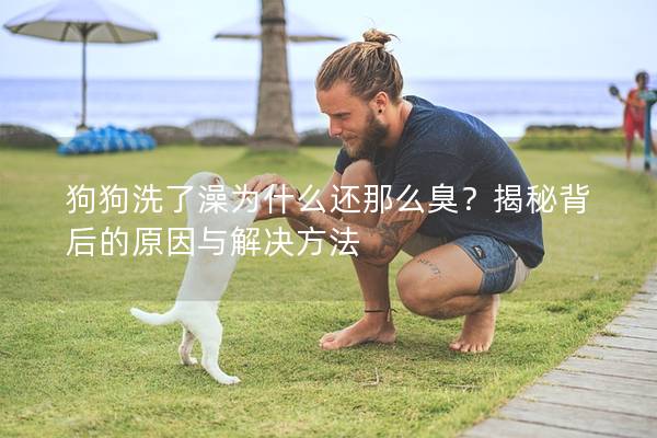 狗狗洗了澡为什么还那么臭？揭秘背后的原因与解决方法