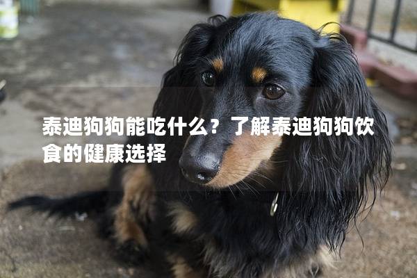 泰迪狗狗能吃什么？了解泰迪狗狗饮食的健康选择