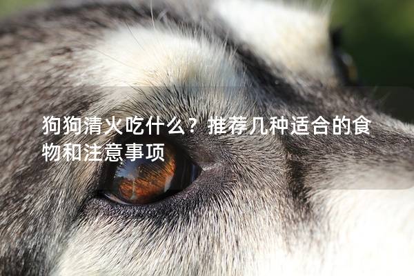狗狗清火吃什么？推荐几种适合的食物和注意事项