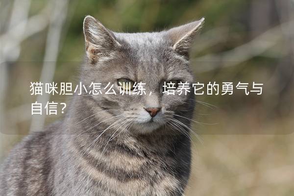 猫咪胆小怎么训练，培养它的勇气与自信？