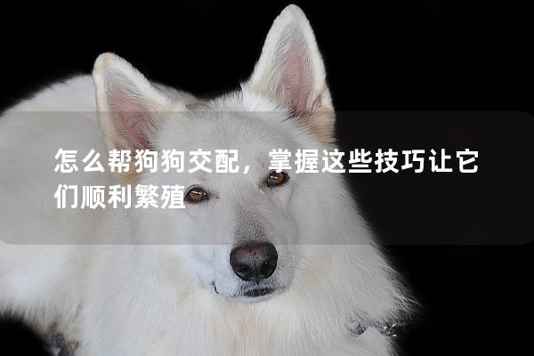 怎么帮狗狗交配，掌握这些技巧让它们顺利繁殖