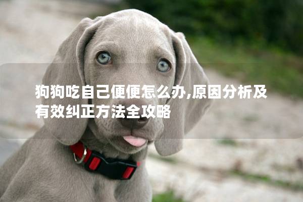 狗狗吃自己便便怎么办,原因分析及有效纠正方法全攻略