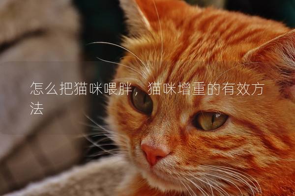 怎么把猫咪喂胖，猫咪增重的有效方法