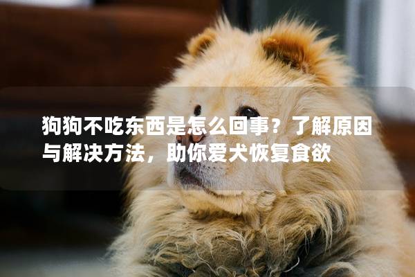 狗狗不吃东西是怎么回事？了解原因与解决方法，助你爱犬恢复食欲