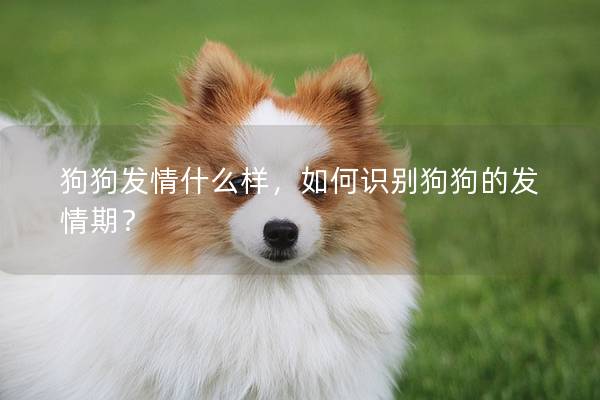 狗狗发情什么样，如何识别狗狗的发情期？