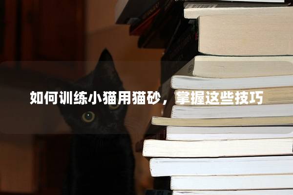 如何训练小猫用猫砂，掌握这些技巧