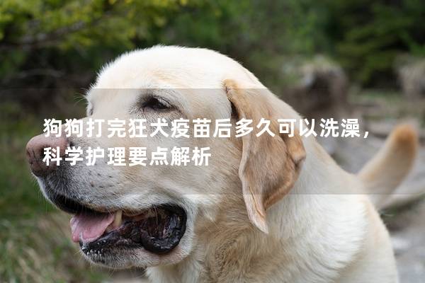 狗狗打完狂犬疫苗后多久可以洗澡,科学护理要点解析 狗狗打完狂犬疫苗后多久可以洗澡,科学护理要点解析