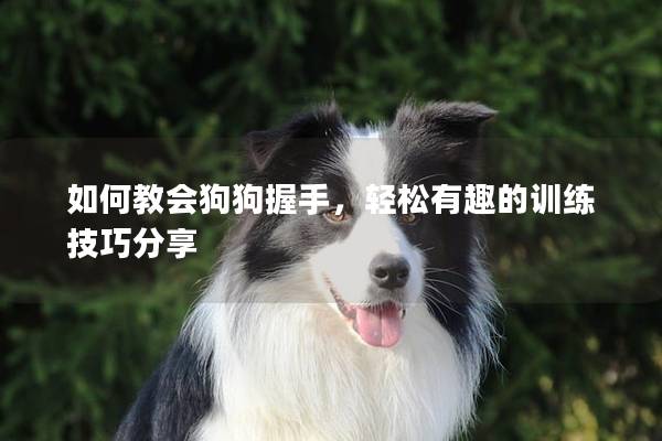如何教会狗狗握手，轻松有趣的训练技巧分享