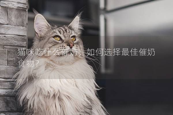 猫咪吃什么催奶，如何选择最佳催奶食物？